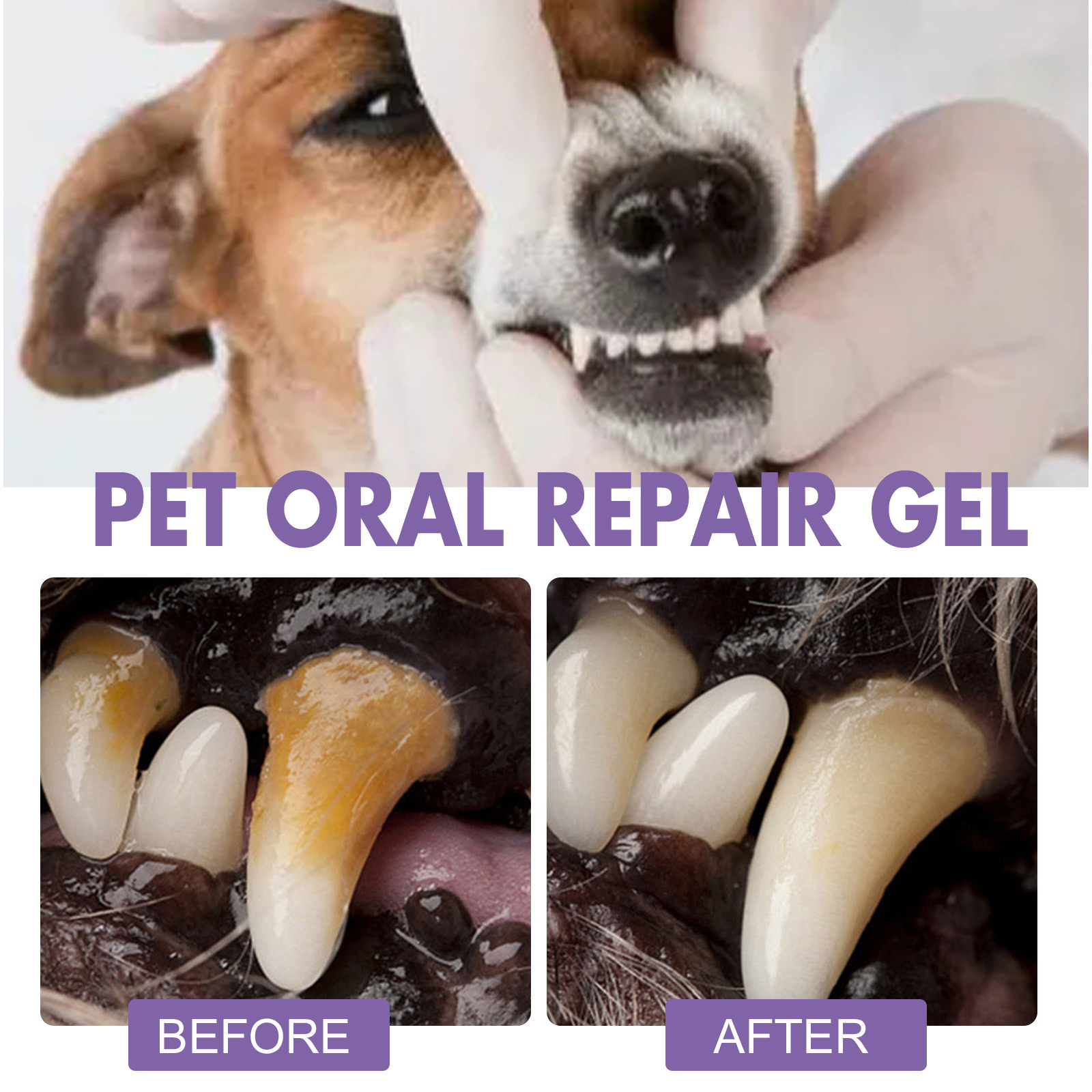 Pet Oral Repair Gel Welpen Zah – Teeth Whitening Near Me Bewertung und Preis